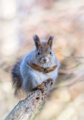 Fototapeta premium Squirrel