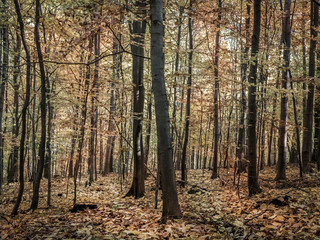 Forest in autumn colors