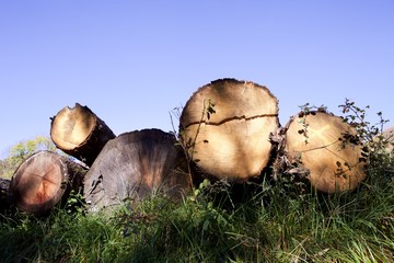 tronchi d'albero pronti per il taglio o per il camino