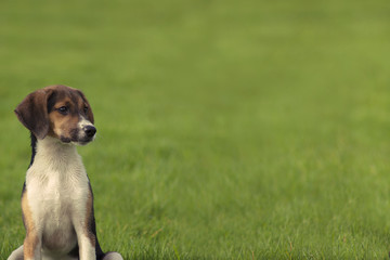 Beagle dog puppy Banner