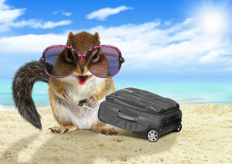 Funny tourist, animal squirrel with suitcase at beach