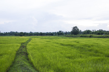The ridge in a paddy land or rice field (Twilight)
Lush green rice field and blue sky - thailand