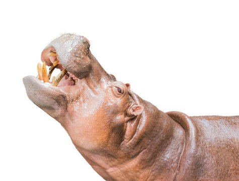 A Hippo Isolated on White Background