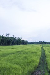 The ridge in a paddy land or rice field (Twilight)
Lush green rice field and blue sky - thailand