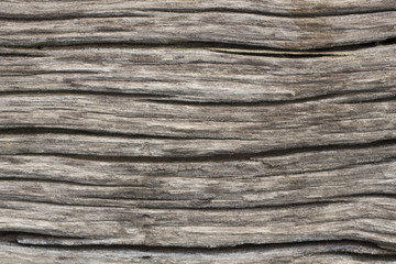 Fototapeta premium the Bark surface, background and texture - close up - aged Wood