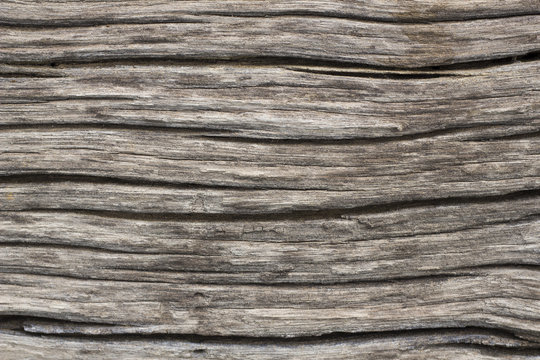 the Bark surface, background and texture - close up - aged Wood