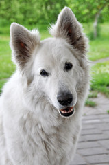 Obraz premium big white sheep dog like the polar bear