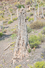 Stump of a dead quiver tree