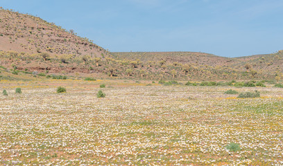 Field of daisies and the Quiver Tree Forest at Gannabos
