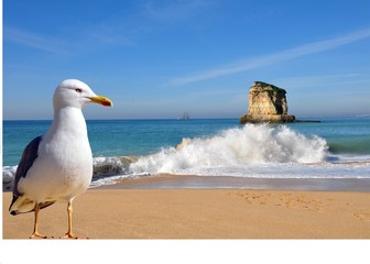 Möwe in Portugal