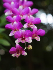 Naklejka premium Florescent purple orchids in tropical zone