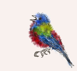 drawing emberizidae Cardinal painted colors