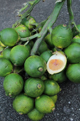 Betel palm