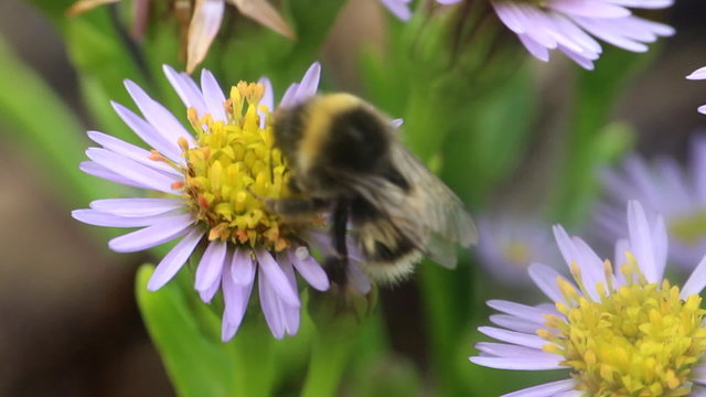 summer Bumble bee insect flower macro
