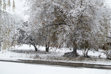 First snow on tree