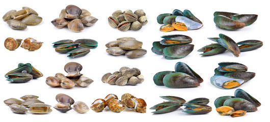 enamel venus shell, Clam shellfish, Surf clam, mussel,  spotted