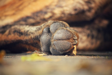 Feet of dog
