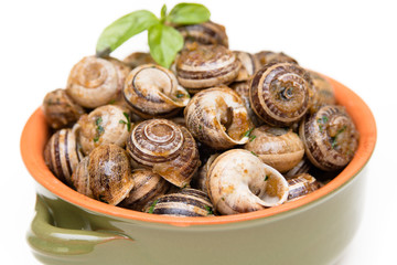 Lumache gratinate, cibo italiano