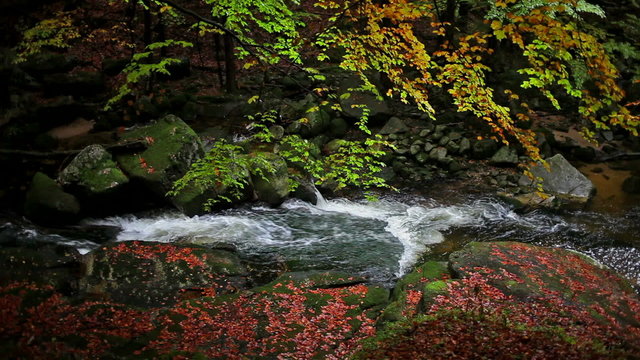 Autumn foliage, fallen leaves by the stream in magical forest of Giant Mountains, Poland