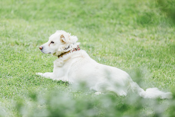Obraz premium Dog Sitting on the Grass
