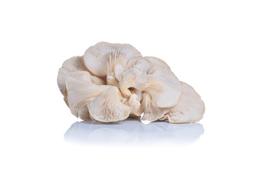 oyster mushroom on white background