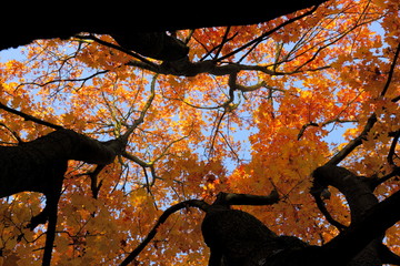 Herbst - Baum - Laub