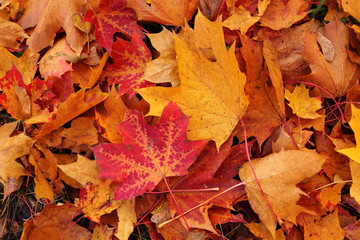 Herbst - Laub