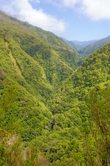 Obraz premium Tropical environment