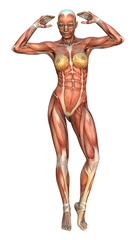 Muscle Maps