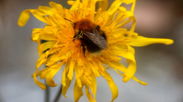 summer Bumble bee insect flower macro
