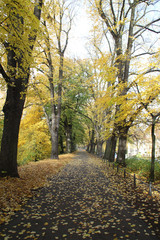 Eine Baumallee im Herbst