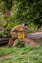 Squirrel Monkey / The squirrel monkeys are the New World monkeys of the genus Saimiri.