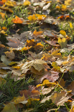 Blätter mit Tau © Bernd Kröger