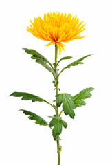 Yellow autumn chrysanthemum