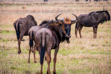 Wildebeests / The wildebeest (also called a gnu) is a member of the antelope family. It has a large, box-like head with curving horns. 