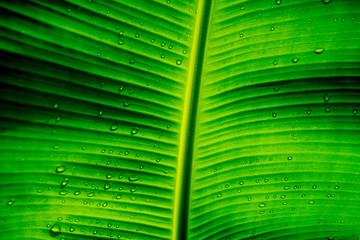 Banana Leaf Green with Water Dropped