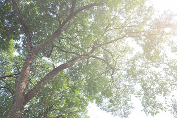 tree branch of green leaves on a big tree, nature background