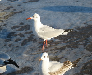 Осень и море