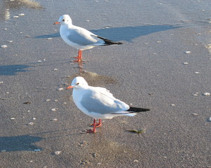 Осень и море