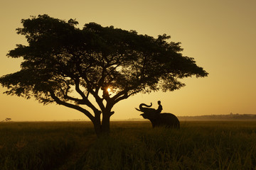 elephant training in thailand during sunset silhouetted