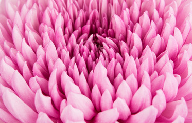 Closeup of violet Chrysanthemum Flower Background