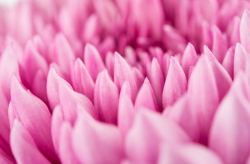 Closeup of violet Chrysanthemum Flower Background