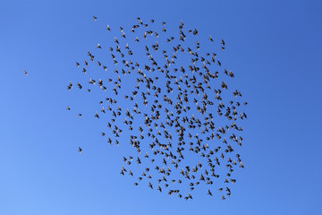 Скворцы в полете