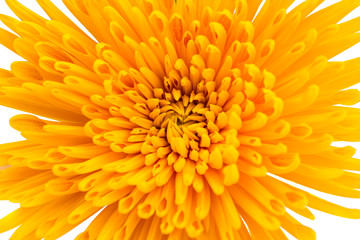 yellow Chrysanthemum flowers