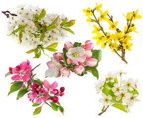 Blossoms of apple and pear tree, cherry twig. Spring flowers