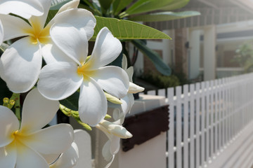 frangipani plumeria tropical spa flower in garden home