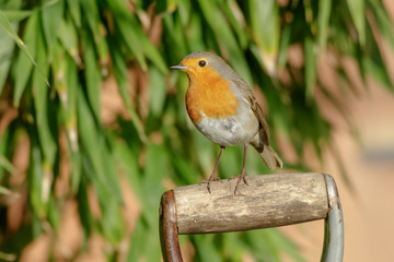 European Robin (erithacus rubecula) on garden fork handle
