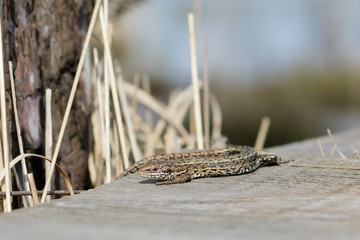 Common Lizard (zootoca vivipara) basking or sunbathing on a wooden boardwalk