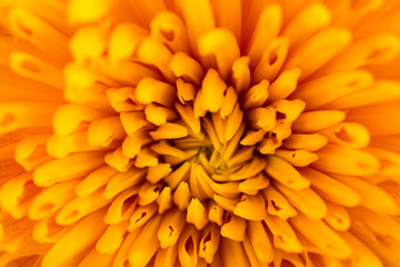 yellow Chrysanthemum flowers