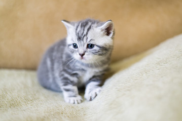 Gray kitten of breed Scottish  lies on  couch